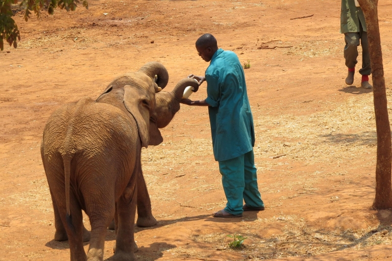 Nairobi: National Park, Baby Elephant, & Giraffe Center Tour