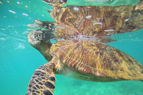 Mirissa Turtle Snorkeling Free Underwater Photos & pickup