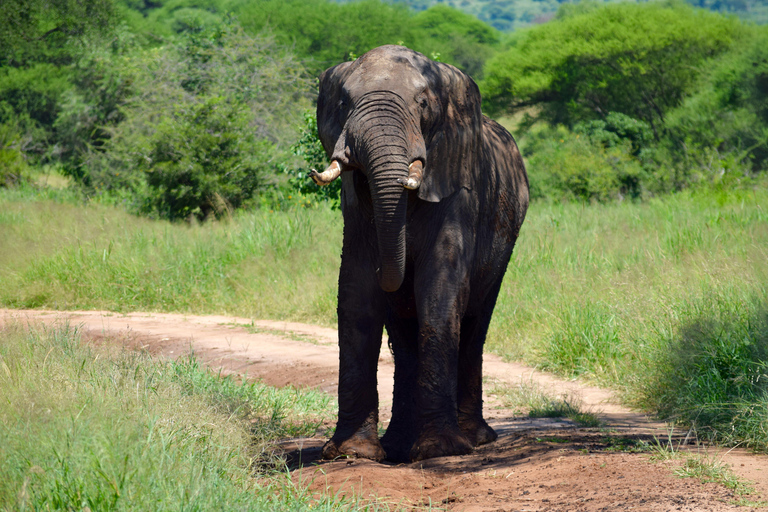 Tarangire-Nationalpark &amp; Eyasi-See (Datoga- &amp; Hadzabe-Dörfer)Premium Lodge im Tarangire-Nationalpark