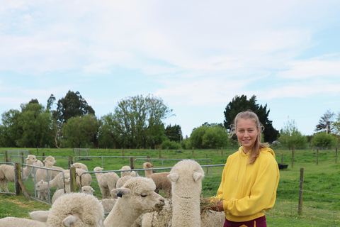 From Christchurch: Alpaca Farm Tour with Feeding and Guide