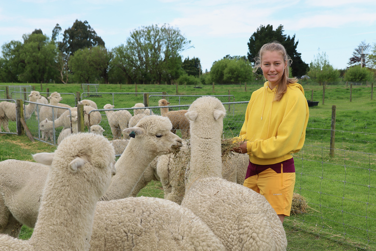 From Christchurch: Alpaca Farm Tour with Feeding and Guide