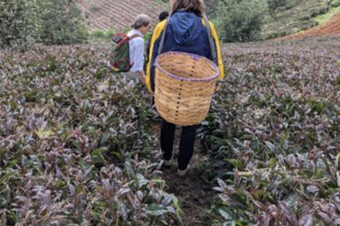 内罗毕：加图拉绿紫茶农场一日旅行