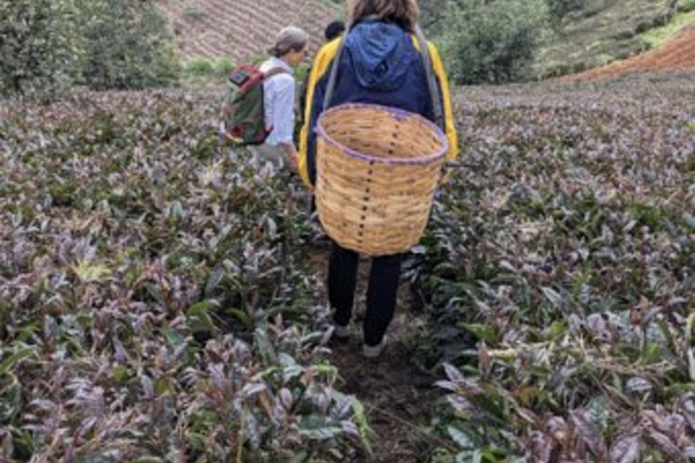 内罗毕：加图拉绿紫茶农场一日旅行