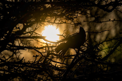 Glasgow: Beginners Wildlife Photography WorkshopGlasgow: Wildlife Photography Workshop