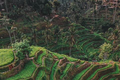 Passeio particular em ubud Rice teracce, templo e cachoeira secretaIngresso de entrada excluído