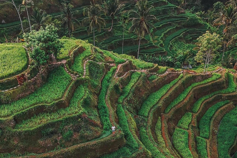 Privé ubud tour Rijstvelden, tempels & Geheime waterval