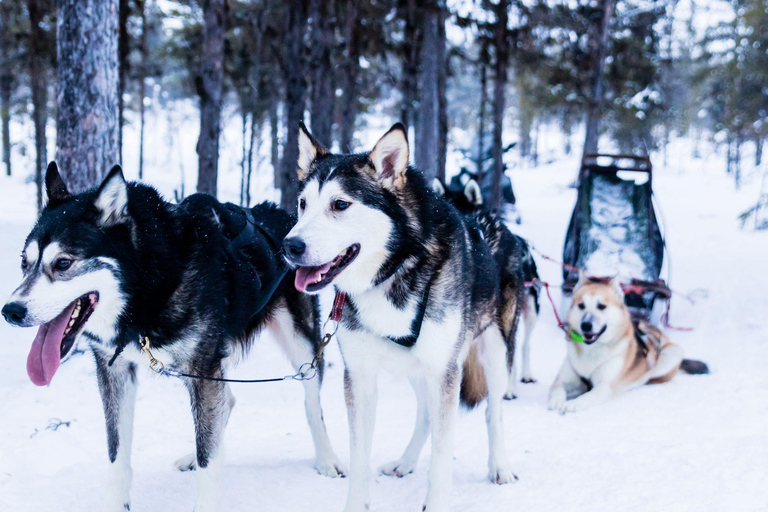 4 heures de traîneau à chiens sur le Finnmarksvidda