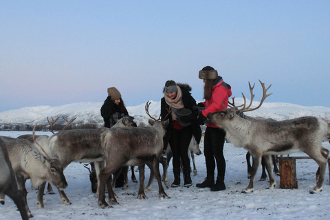 Tromsø: Snowshoeing with Reindeer