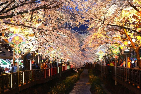 Busan: Jinhae Cherry Blossom Day & Night or 1 Day Tour Group Night Tour / Where Cherry Blossoms Define Jinhae