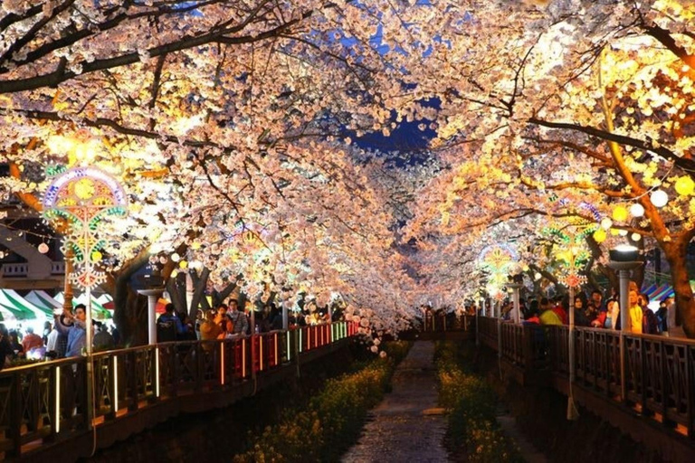Busan: Jinhae Cherry Blossom Day & Night or 1 Day Tour Group Night Tour / Where Cherry Blossoms Define Jinhae