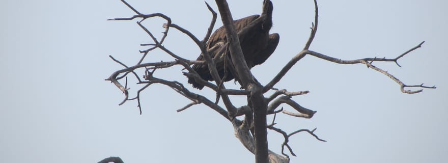 Croisière pour observer les dauphins et les phoques Visite des dunes de Sandwich Harbour
