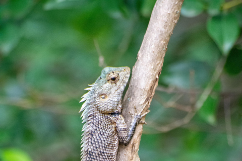 Ella: Udawalawa safaridrop: Tangalle / Mirissa / Galle