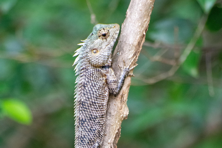 Ella: Udawalawa safaridrop: Tangalle / Mirissa / Galle