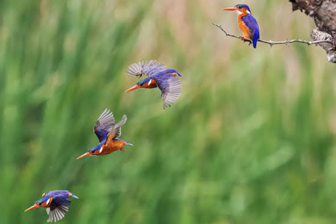 Kigali: Wildlife Rescue & Wetland Conservation Experience