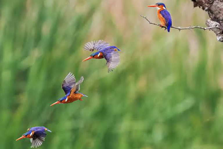 Kigali: Wildlife Rescue & Wetland Conservation Experience