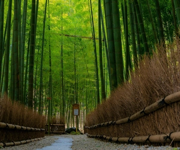 Zen de Kamakura: Grande Buda, natureza, bambu e cultura samurai