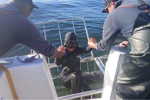 Shark Cage Diving: CAPE TOWN (Lunch & Transport included)