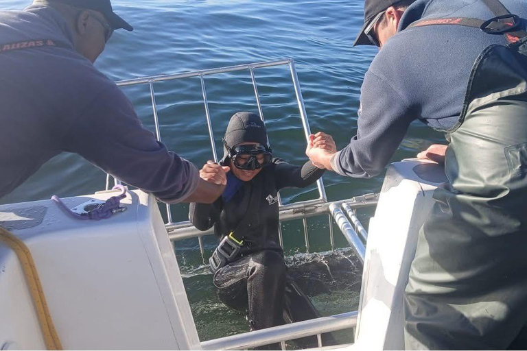 Shark Cage Diving: CAPE TOWN (Lunch & Transport included)