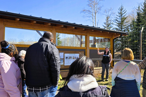 Z Calgary do Banff: wycieczka 1-dniowa z wizytą w schronisku dla psów wilczastychZ Calgary do Banff: wycieczka 1-dniowa z wizytą w rezerwacie wilków