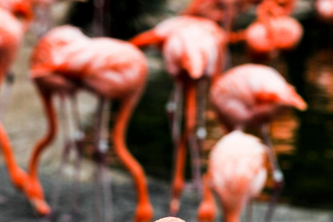 Sri Lanka: 6-Day Photography Tour with Hotel & Guide