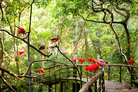 Cachoeiras, Parque das Aves e Macuco Safari: Experiência completa