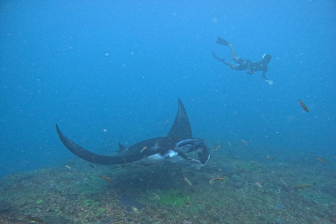 Bali: Excursión a Nusa Penida con Almuerzo y Snorkel en Manta PointBali Excursión de un día a Penida con almuerzo y buceo en Manta Point