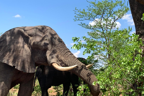 Safari-Pirschfahrt und Nashorn-Spaziergang