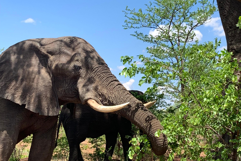 Safari game drive and rhino walk