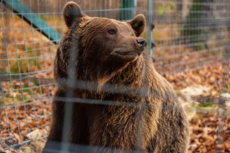 Depuis Bucarest : Excursion d'une journée au sanctuaire des ours et au château de Dracula