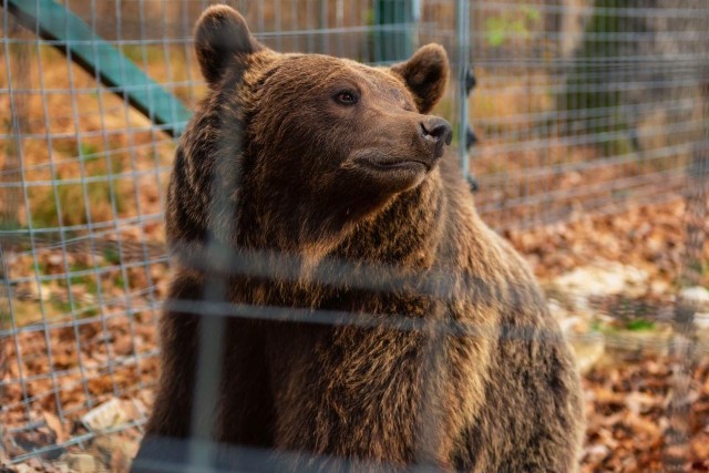 Visit From Bucharest Bear Sanctuary & Dracula's Castle Day Trip in Brasov, Romania