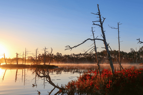 From Riga: Sunrise SUP Tour with Pick-Up at Cenas Tīrelis