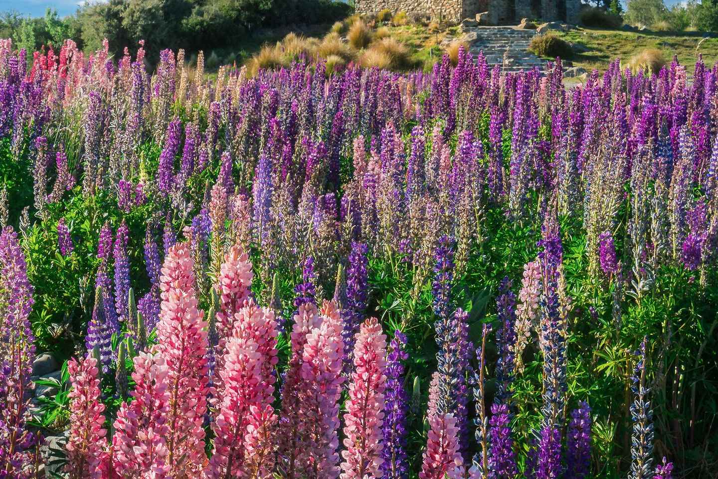 From Mt Cook: Lake Tekapo Transfer with Guide & Commentary - From Mt Cook: Lake Tekapo Transfer with Guide & Commentary