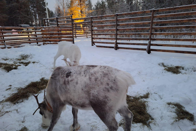 Levi: Meet & Feed Reindeer – Authentic Lapland Experience