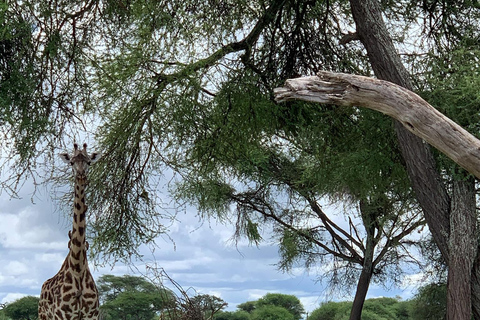 Arusha : safari dans le parc national d&#039;ArushaArusha : Safari dans le parc national d&#039;Arusha