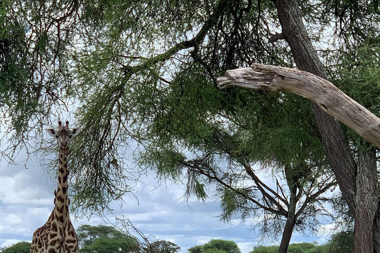 Arusha : safari dans le parc national d&#039;ArushaArusha : Safari dans le parc national d&#039;Arusha