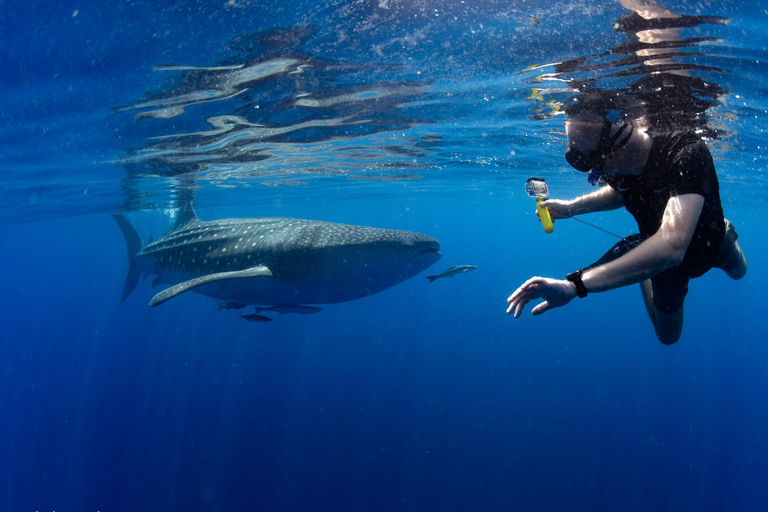 Muscat: Snorkeling in Daymaniyat Islands