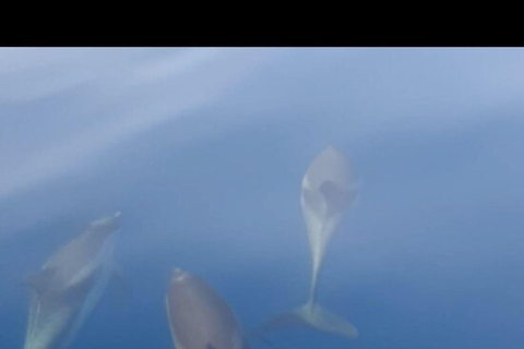 Sunset tour in search of dolphins with aperitif