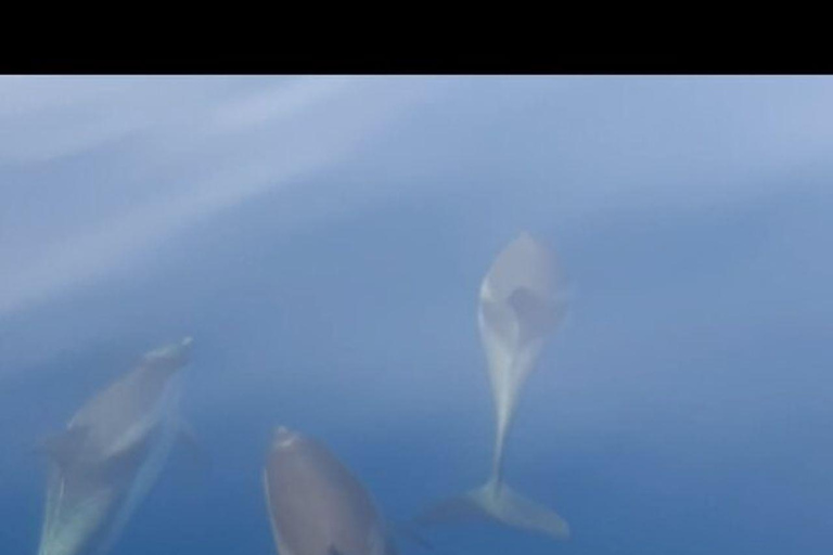 Sunset tour in search of dolphins with aperitif