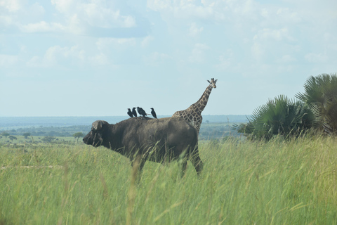 Entebbe: Safári de 3 dias no Parque Nacional de Murchison Falls