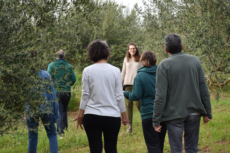 Messenia: Olive oil experience-Basic Tour and Tasting