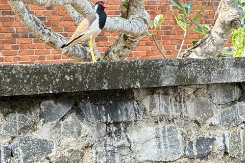 Bentota: River Boat Safari and Tuk-Tuk Ride with Pickup-Drop