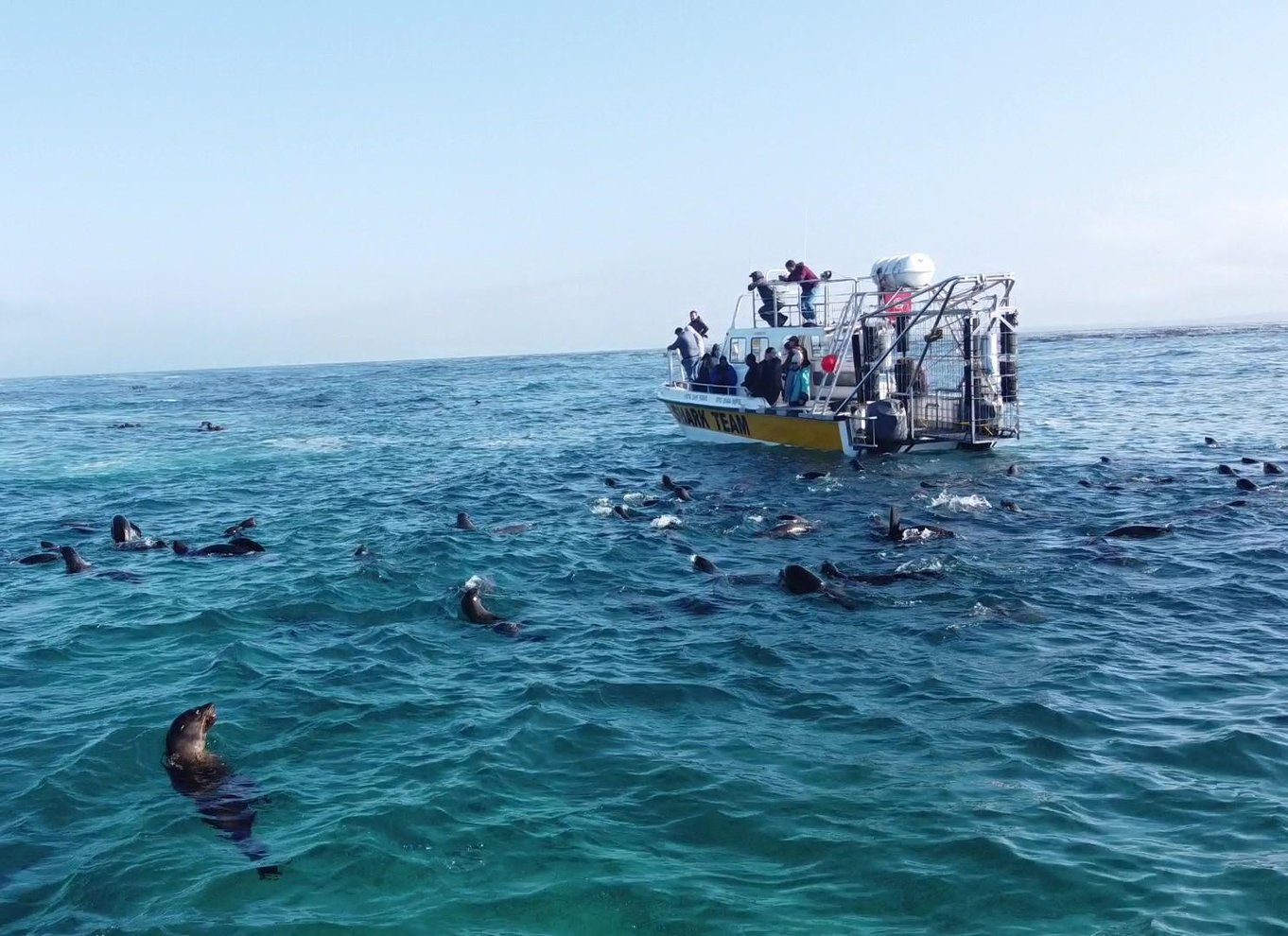 Fra Hermanus eller Cape Town: Oplevelse med hajbur-dykning