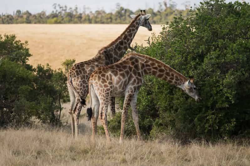 Plettenberg Bay Game Reserve Pirschfahrt GetYourGuide