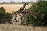 Plettenberg Bay Game Reserve, 2 ore di gioco - Housity