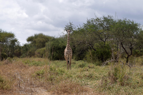 Arusha: Paseo con jirafas