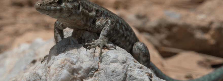 Majorque : Excursion en bateau sur l'île de Dragonera + Sant Elm