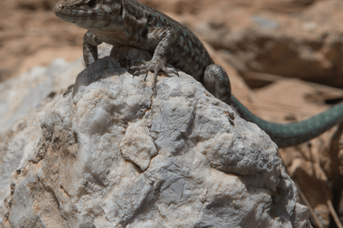 Majorca: Visit the Natural Park of Dragonera Island by boat