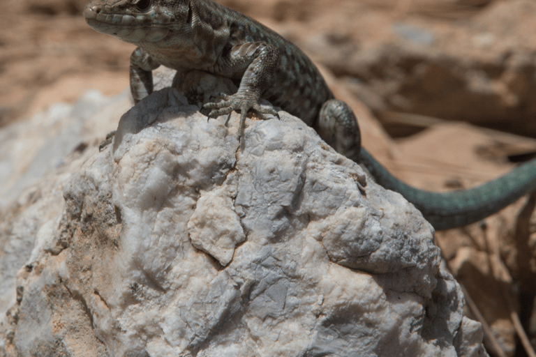 Majorca: Visit the Natural Park of Dragonera Island by boat