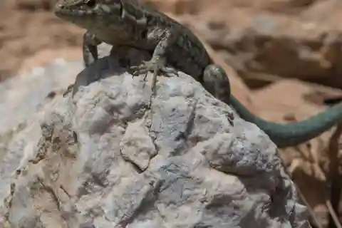 Mallorca: Båttur till ön Dragonera + Sant Elm