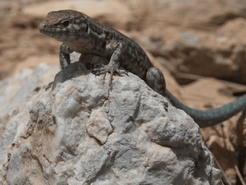 Mallorca: Boat tour to Dragonera Island + Sant Elm